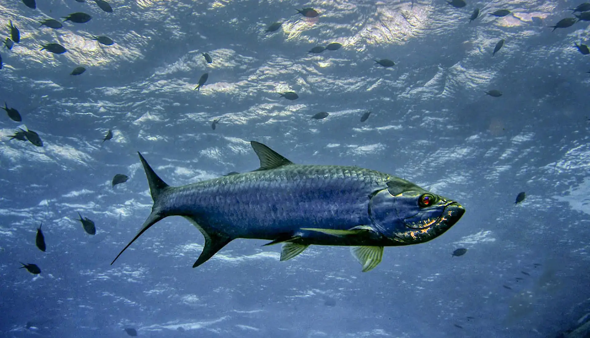 Tarpon underwater at Anegada, BVI bonefishing