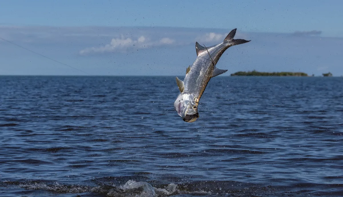Atlantic tarpon leaping out of the water during a fishing charter in the Caribbean