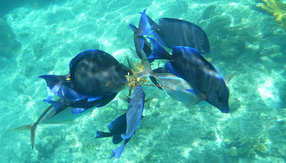 Blue Tang Fish at Norman Island