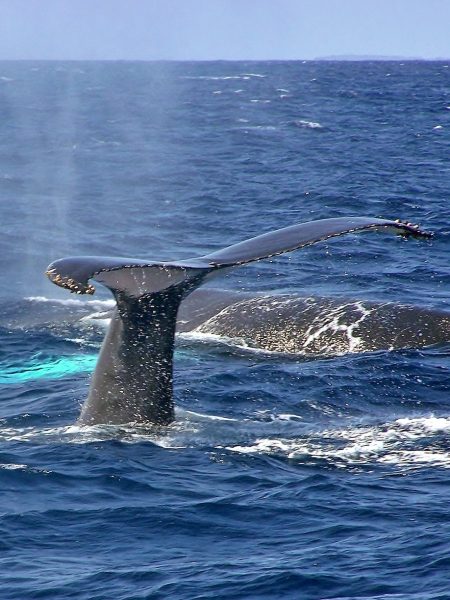 humpbacks