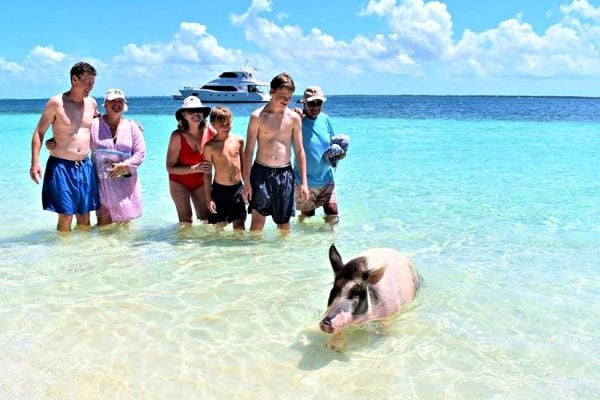 pigs_beach_first_a_fence