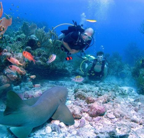 scuba_dive_nurse_shark